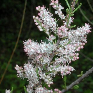 Tamarix_parviflora_5480547.jpg