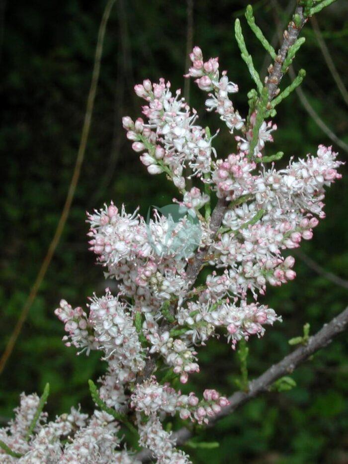 Tamarix parviflora