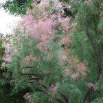 Tamarix ramosissima a