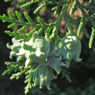 Thuja-orientalis2.jpg