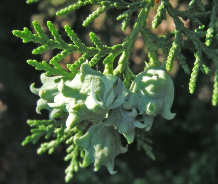 Thuja orientalis