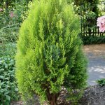 Thuja occidentalis June scaled