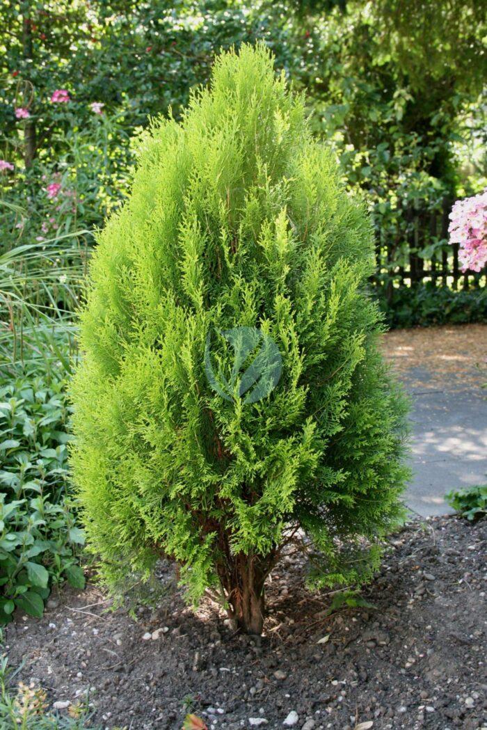 Thuja occidentalis June scaled