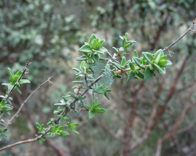 Thymus vulgaris