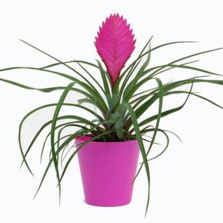 Tillandsia-cyanea-anita-clorofila-maroc.jpeg