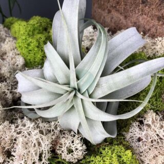 Tillandsia-xerographica-clorofila.jpeg