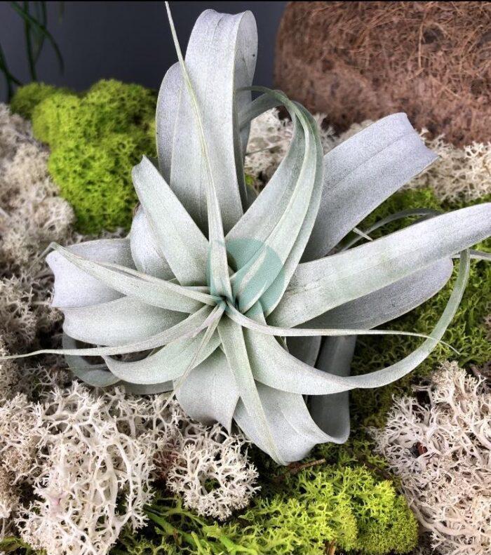 Tillandsia xerographica clorofila