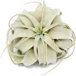 Tillandsia xerographica maroc clorofila