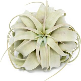 Tillandsia-xerographica-maroc-clorofila.jpeg