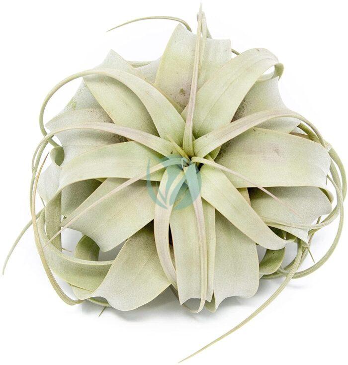 Tillandsia xerographica maroc clorofila