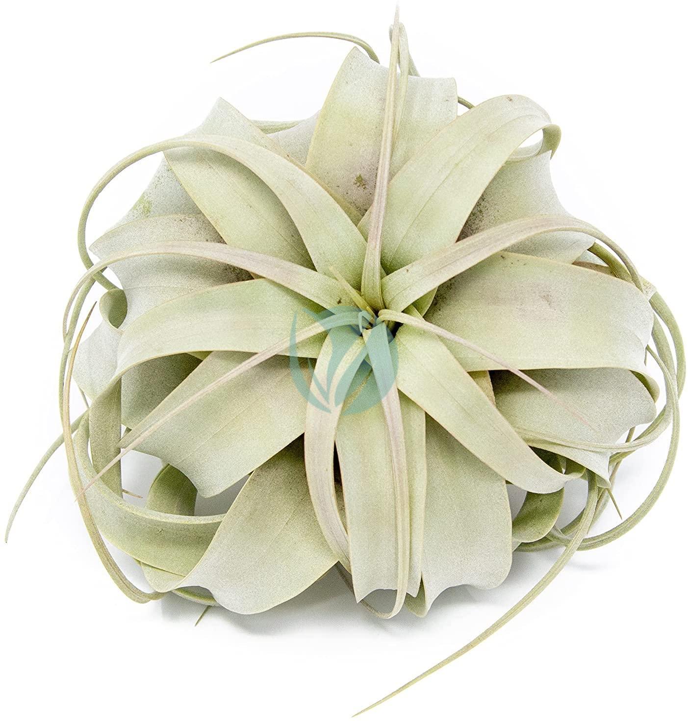 Tillandsia (Tillandsia) : plantation, culture, entretien