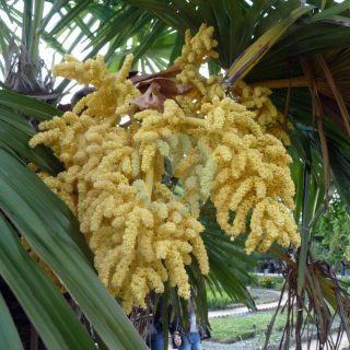 Trachycarpus_fortunei_flower.jpg