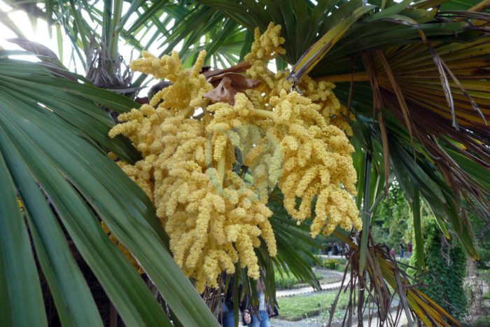 Trachycarpus fortunei flower