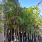 Vente Pinus pinea au maroc casablanca marrakech