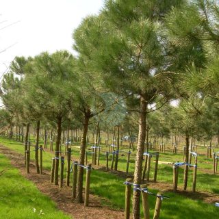 Vente-Pinus-pinea-maroc-casablanca-marrakech.jpeg