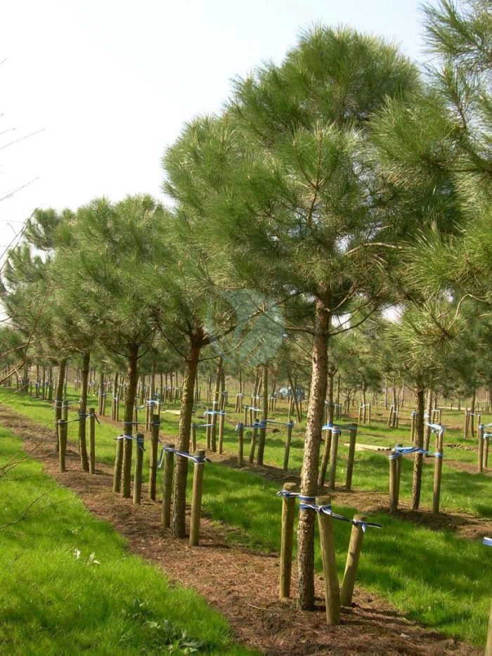 Vente Pinus pinea maroc casablanca marrakech