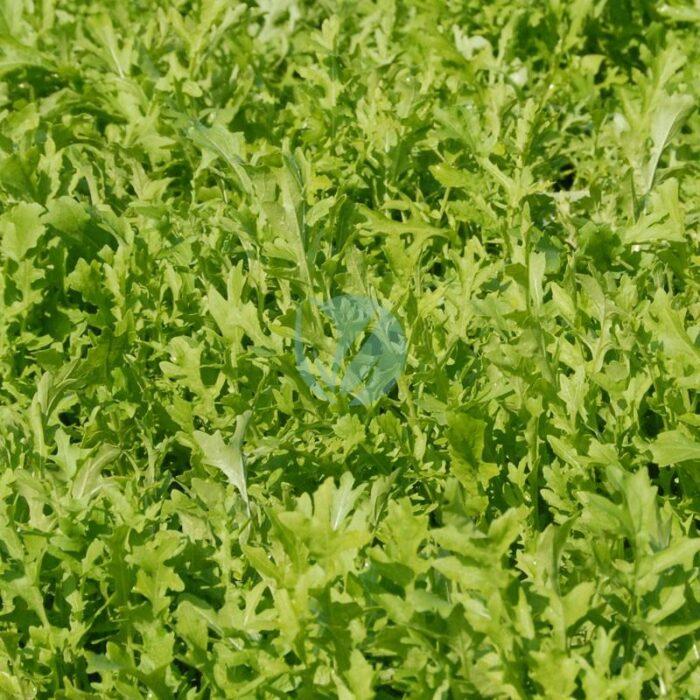 Vente de Roquette au MAROC a Marrakech