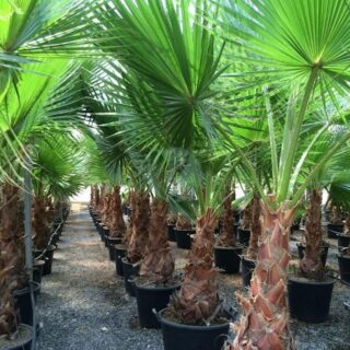 Washingtonia-Felifera-maroc-clorofila-pepiniere.jpeg