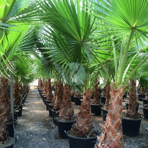 technique de protection hivernale palmier washingtonia robusta 