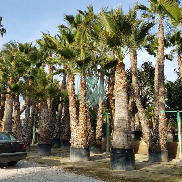 Washingtonia Felifera maroc clorofila scaled