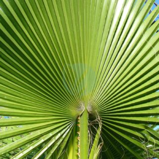 Washingtonia_filifera_frond.jpg