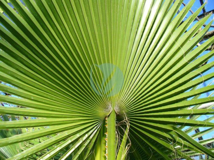 Washingtonia filifera frond