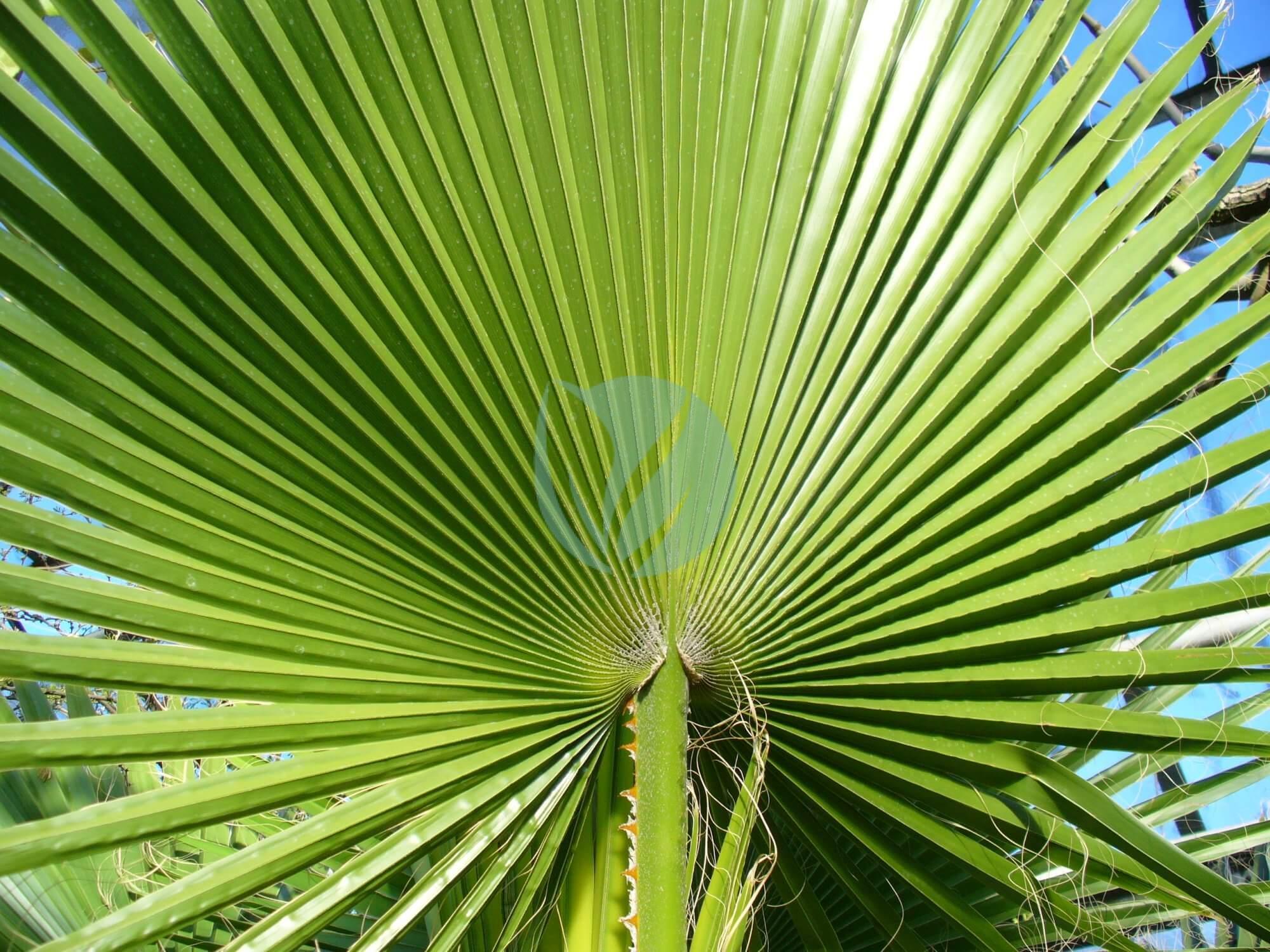 Washingtonia filifera frond