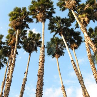 Washingtonia_robusta-scaled-1.jpg