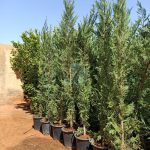 WhatsApp Image at . .