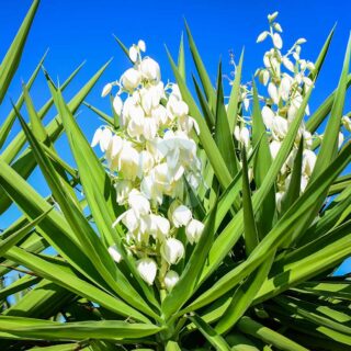 YUCCA-ELEPHANTIPES-maroc.jpeg