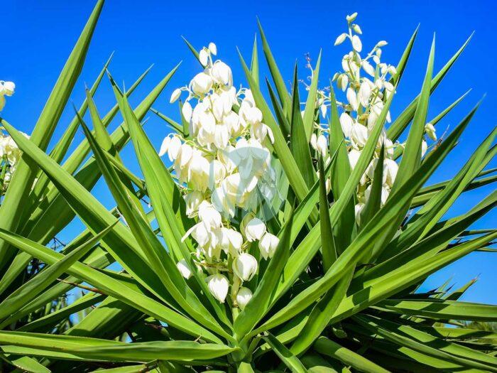 YUCCA ELEPHANTIPES maroc