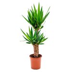 Yucca elephantipes maroc clorofila