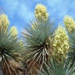 Yucca gloriosa scaled
