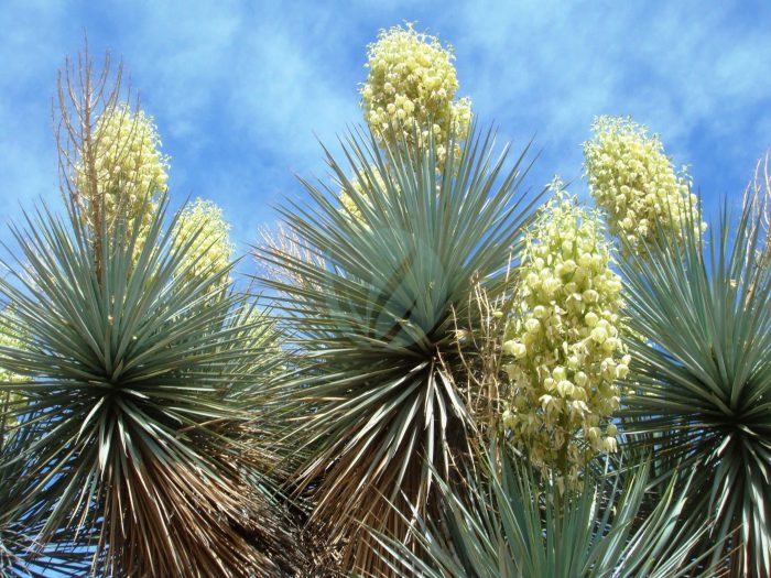 Yucca gloriosa scaled