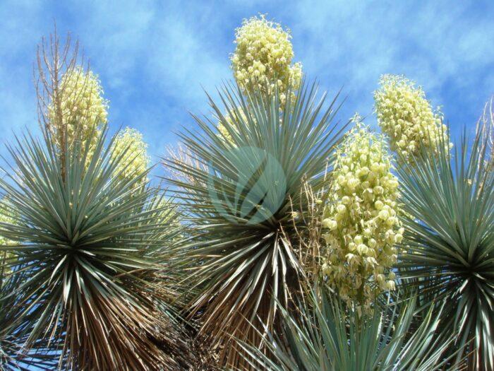 Yucca gloriosa scaled