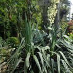 Yucca gloriosa kz scaled