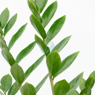 Zamioculcas-zamifolia-vert-clorofila.jpeg