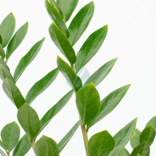 Zamioculcas-zamifolia-vert-clorofila.jpeg