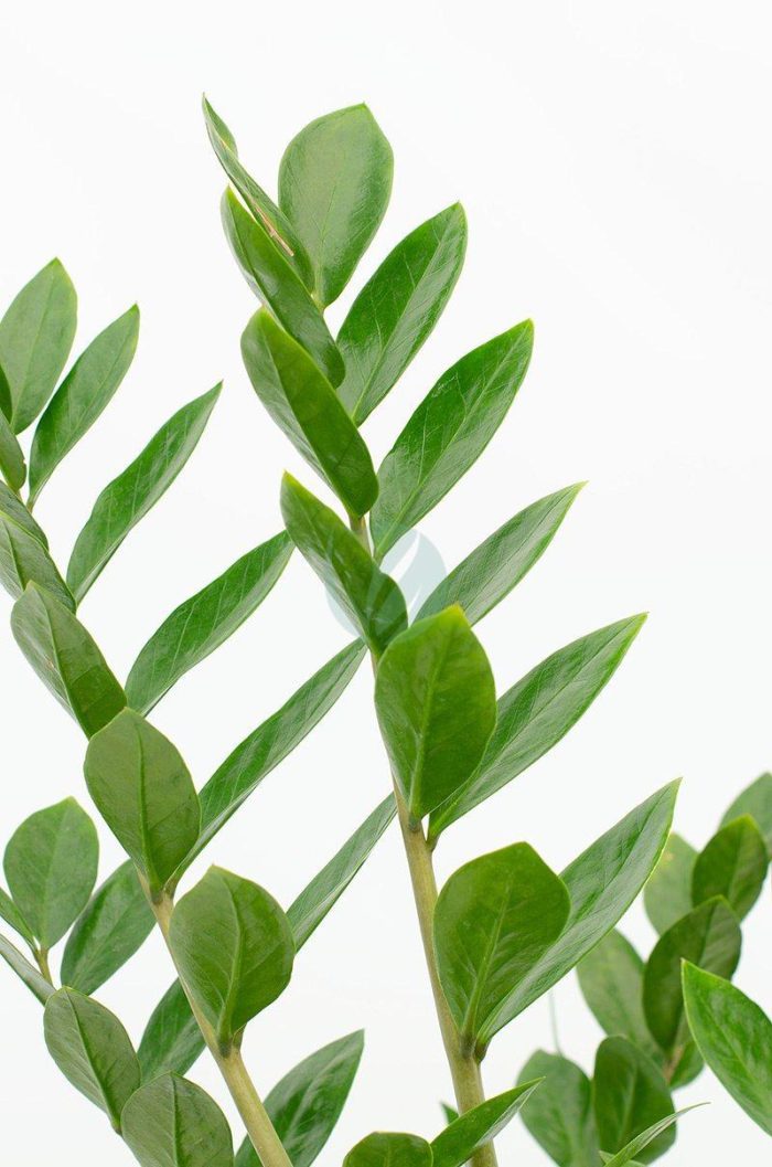 Zamioculcas zamifolia vert clorofila