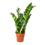 Zamioculcas zamiifolia vert maroc clorofila
