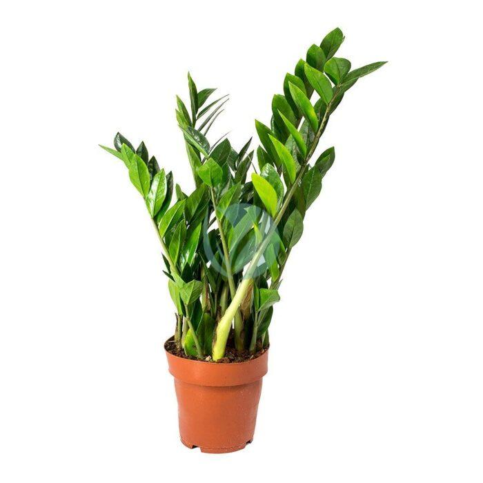 Zamioculcas zamiifolia vert maroc clorofila