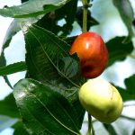 Ziziphus mauritiana Jujubier