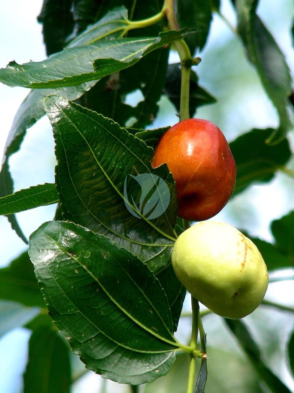 Ziziphus mauritiana Jujubier