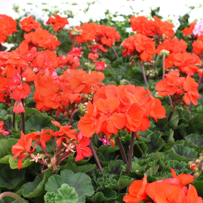 Geranium zonal – Image 4
