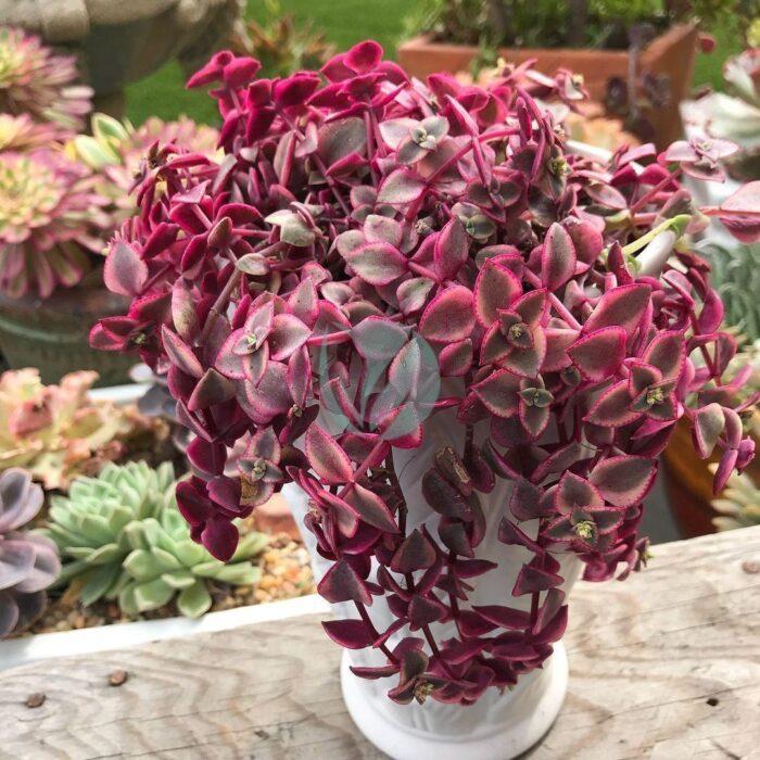 achyranthe carminata maroc