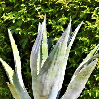 agave-2468433_1280.jpg