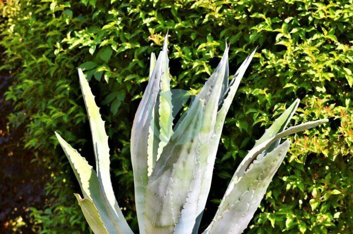 agave