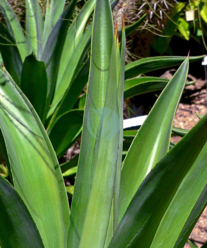 agave desmettiana maroc clorofila