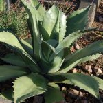 agave salmiana maroc clorofila scaled