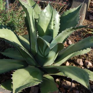 agave-salmiana-maroc-clorofila-scaled-1.jpeg